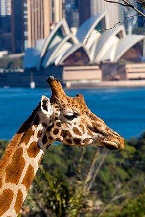 Taronga Zoo
